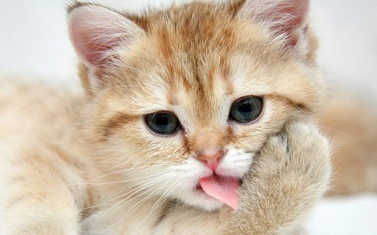 Сat Theme screenshot #15