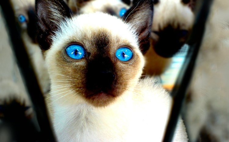 Сat Theme screenshot #12