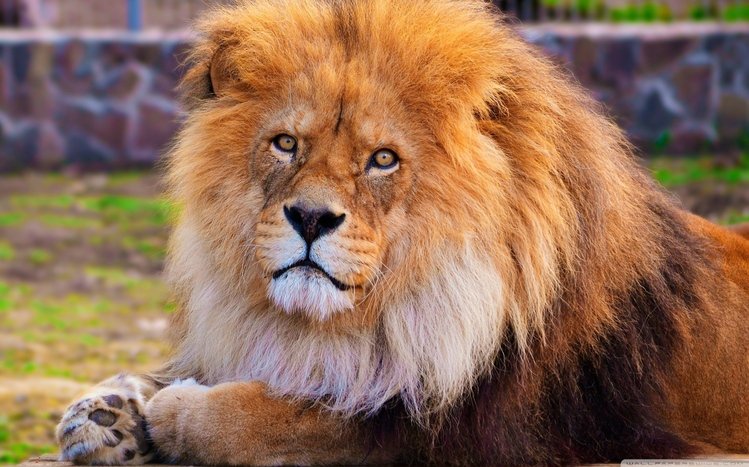 Lion Theme screenshot #5