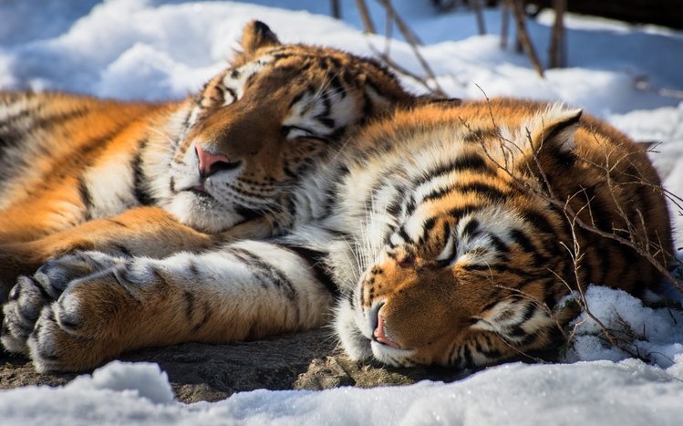 Tiger Theme screenshot #4