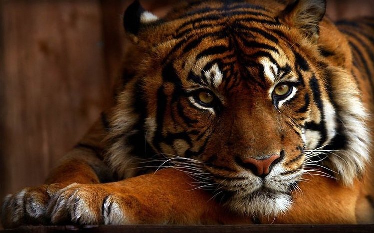 Tiger Theme screenshot #9