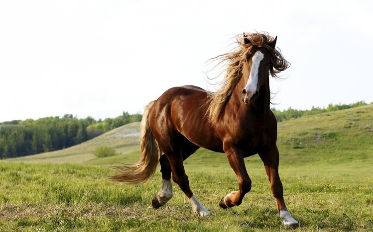 Horse Theme screenshot #6