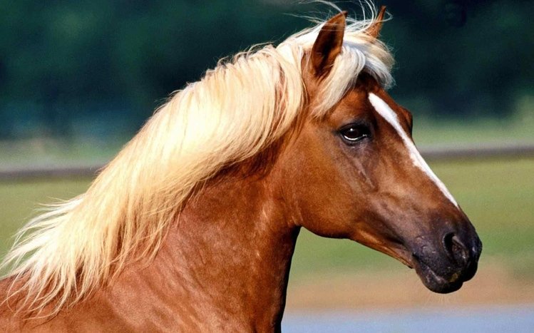 Horse Theme screenshot #8