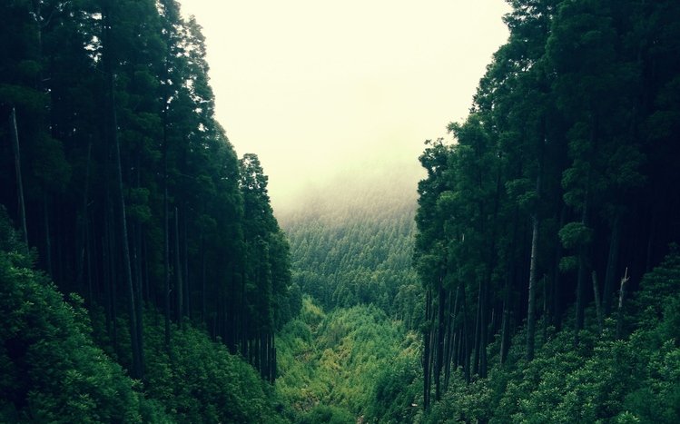 Forest Theme screenshot #2