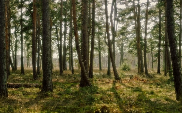 Forest Theme screenshot #6