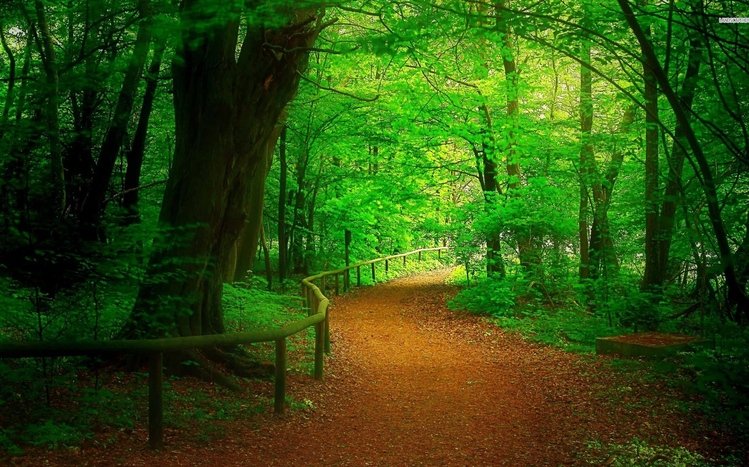 Forest Theme screenshot #20