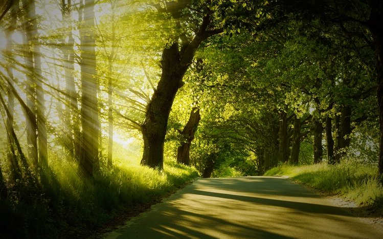 Forest Theme screenshot #7