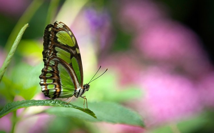 Butterfly Theme screenshot #8