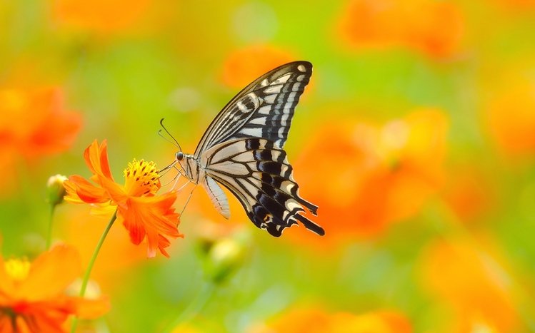 Butterfly Theme screenshot #2