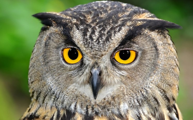 Owl Theme screenshot #7