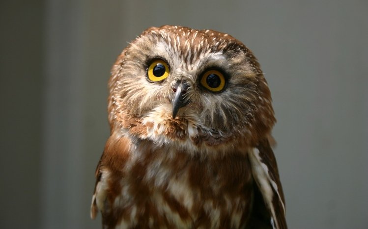 Owl Theme screenshot #5