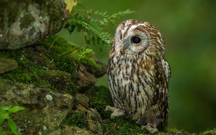 Owl Theme screenshot #12