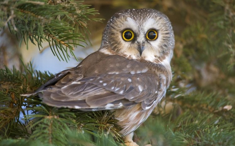 Owl Theme screenshot #14