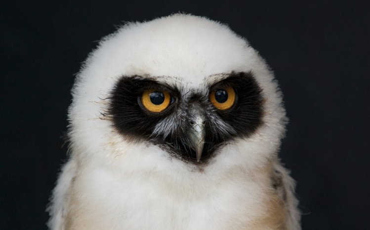 Owl Theme screenshot #6