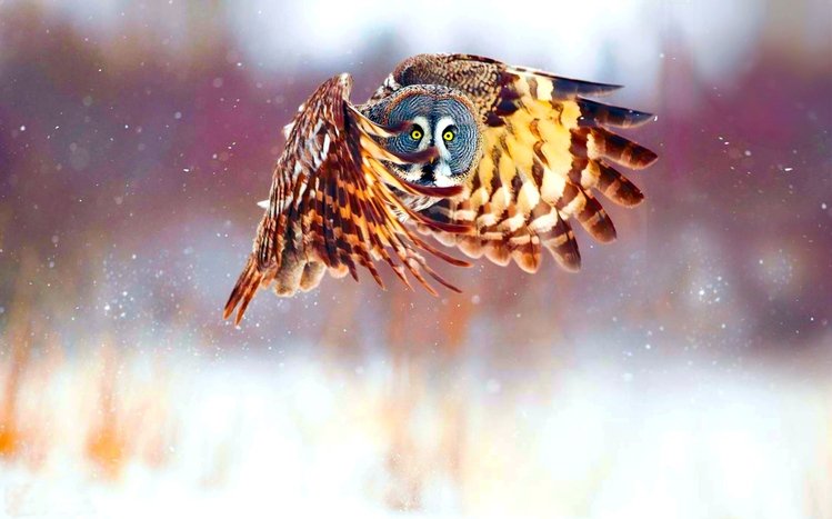 Owl Theme screenshot #10