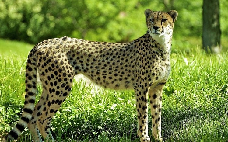 Cheetah Theme screenshot #12