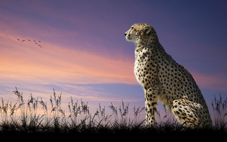 Cheetah Theme screenshot #9