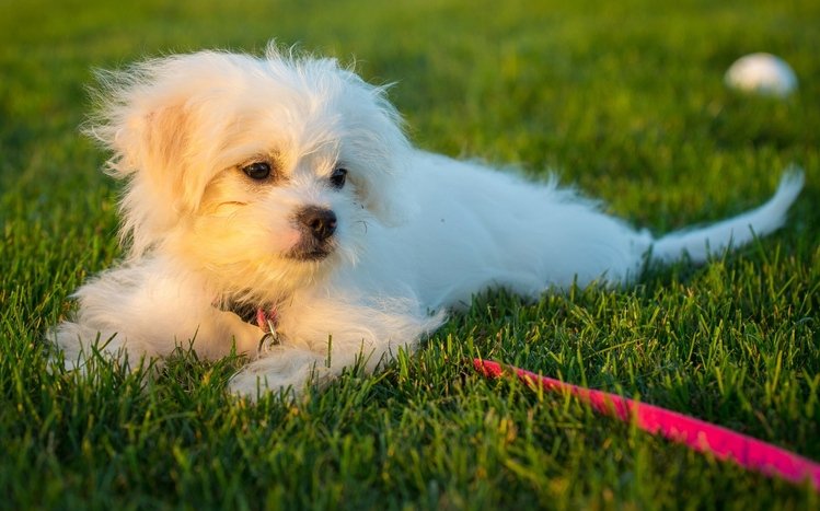 Puppy Theme screenshot #11