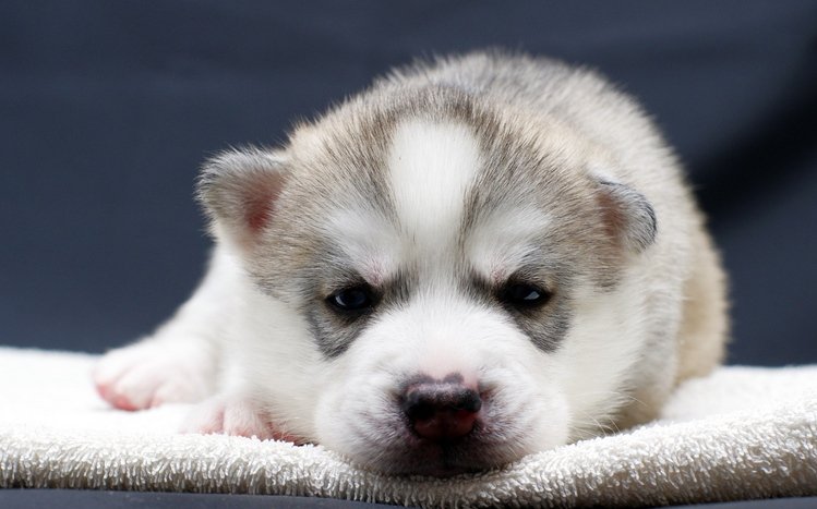 Puppy Theme screenshot #17