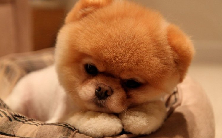 Puppy Theme screenshot #1