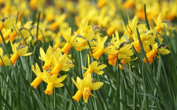 Flowers Theme screenshot #8