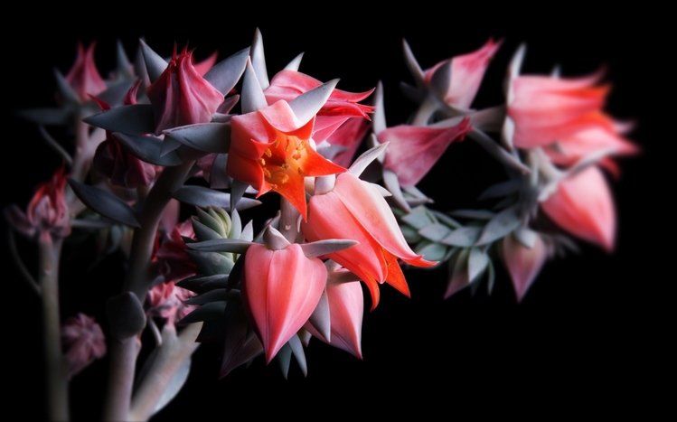 Flowers Theme screenshot #1