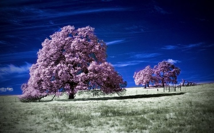 Tree Theme screenshot #19