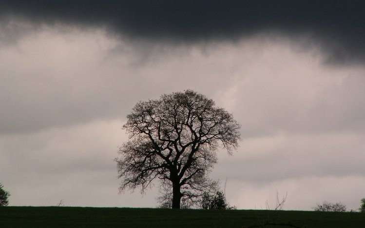 Tree Theme screenshot #1