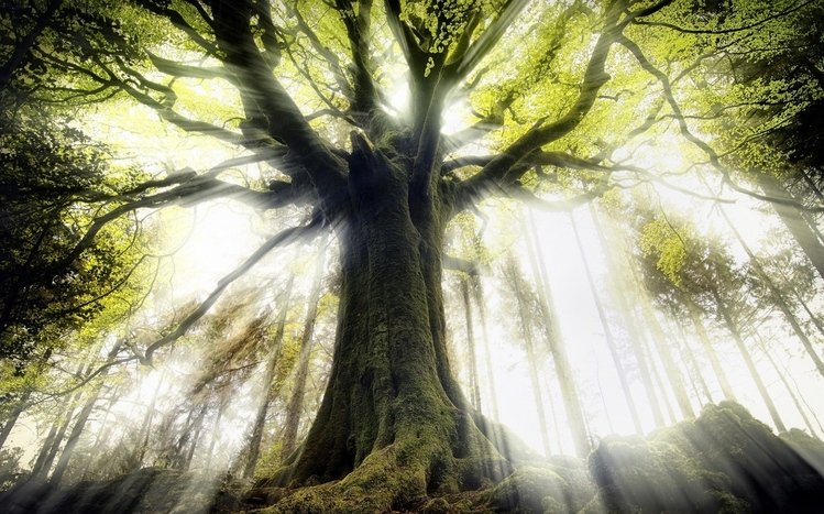 Tree Theme screenshot #9