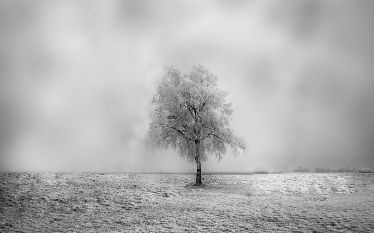 Tree Theme screenshot #8