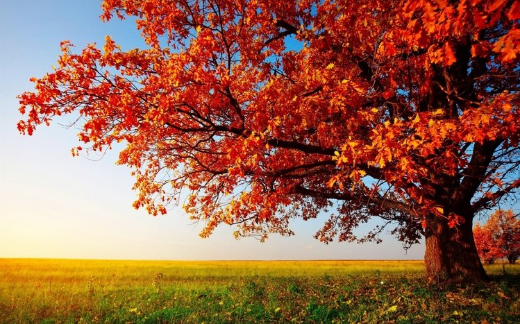 Tree Theme screenshot #10