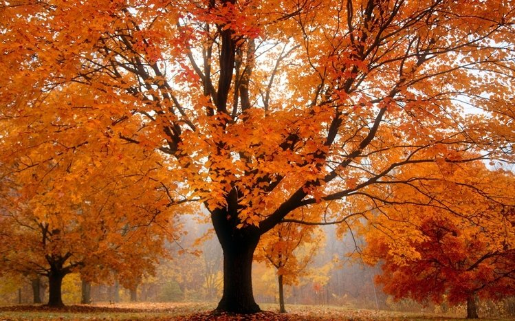 Fall Theme screenshot #7