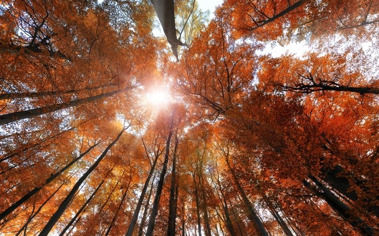 Fall Theme screenshot #1