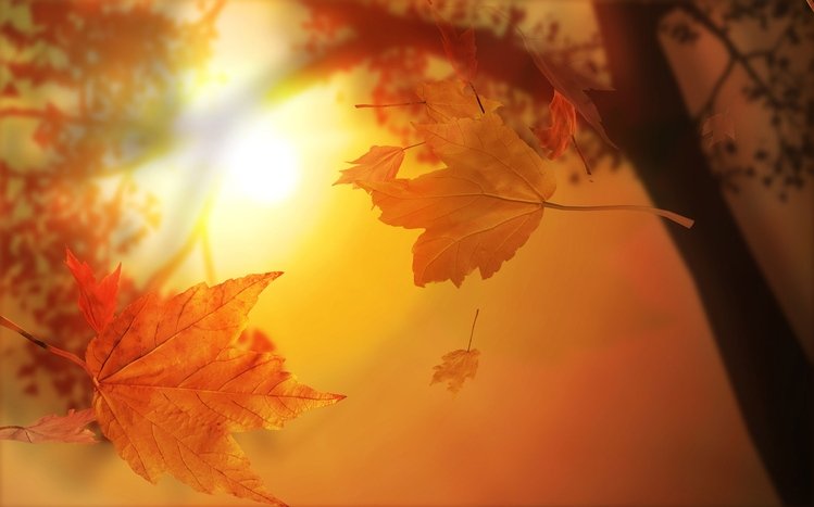 Fall Theme screenshot #9