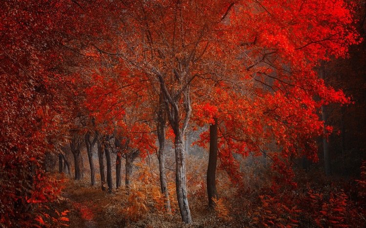 Fall Theme screenshot #13