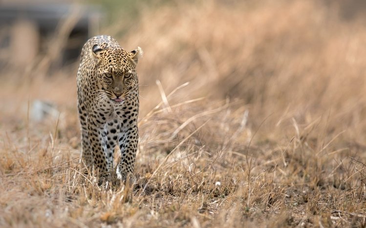 Leopard Theme screenshot #8