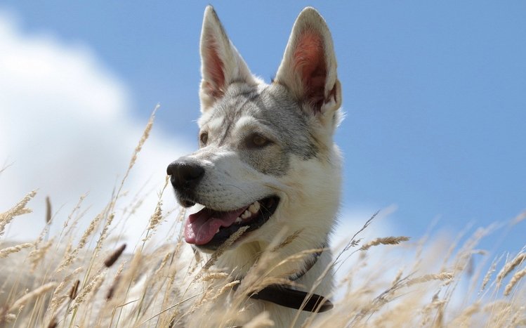 Dog Theme screenshot #14