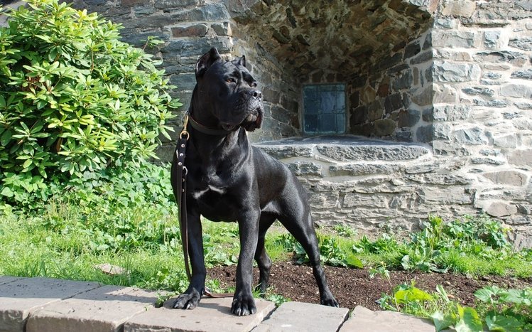 Dog Theme screenshot #3