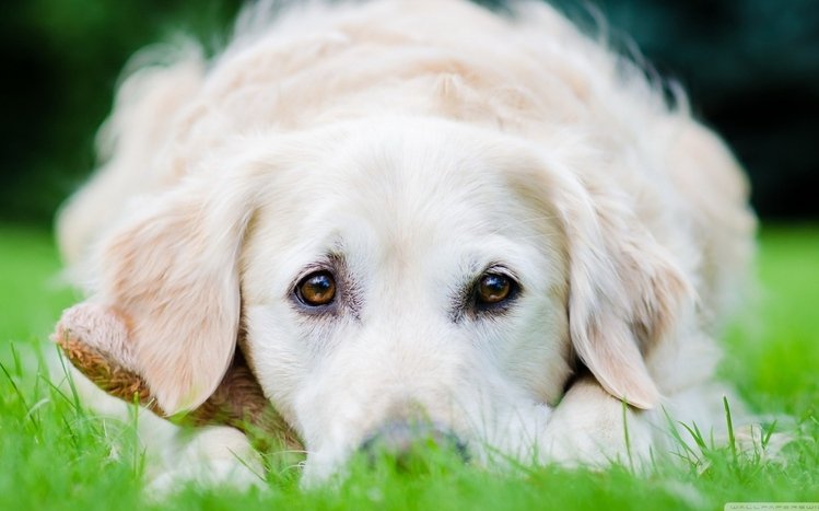 Dog Theme screenshot #9