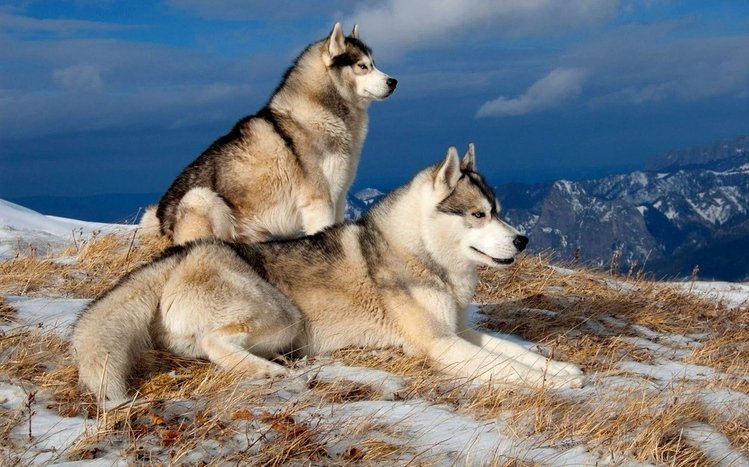 Dog Theme screenshot #5