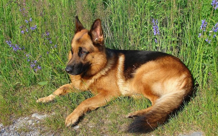 Dog Theme screenshot #7