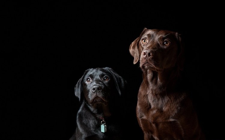 Dog Theme screenshot #15