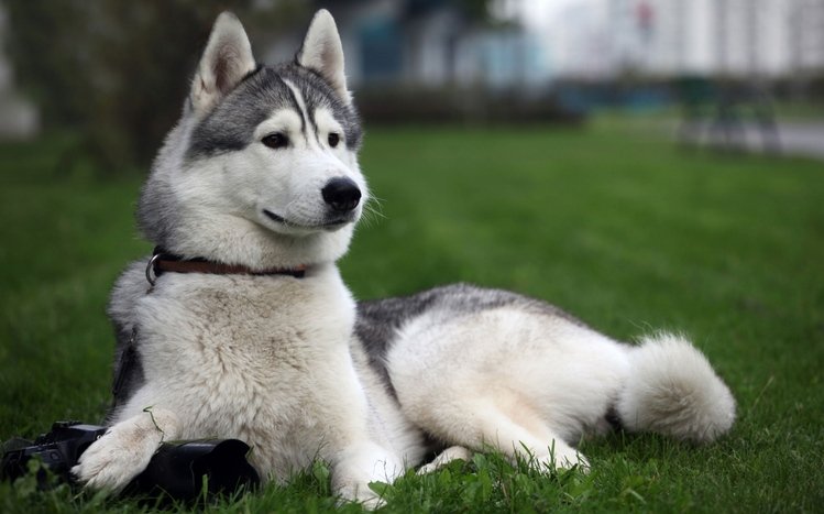 Dog Theme screenshot #2