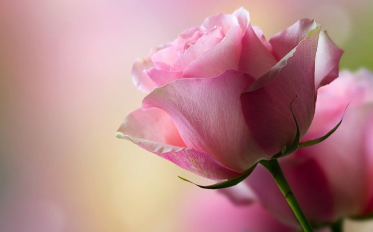 Rose Theme screenshot #6