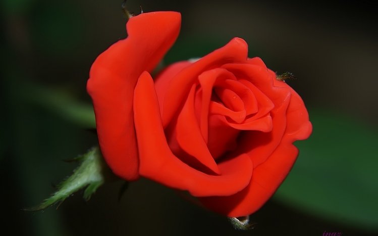 Rose Theme screenshot #10