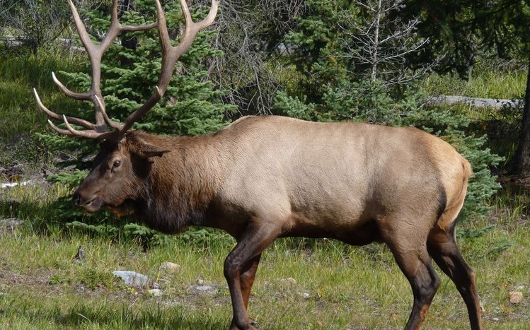 Hunting Theme screenshot #16