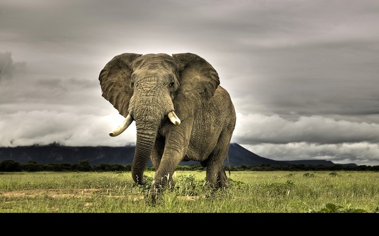 Elephant Theme screenshot #9