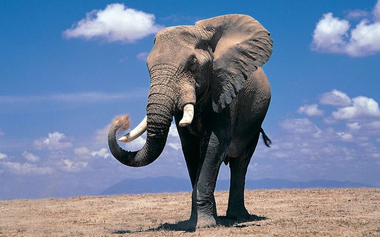 Elephant Theme screenshot #13