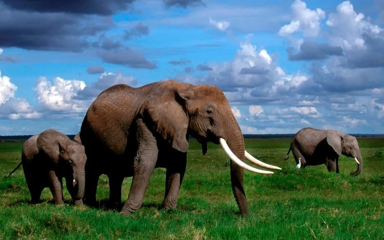 Elephant Theme screenshot #4