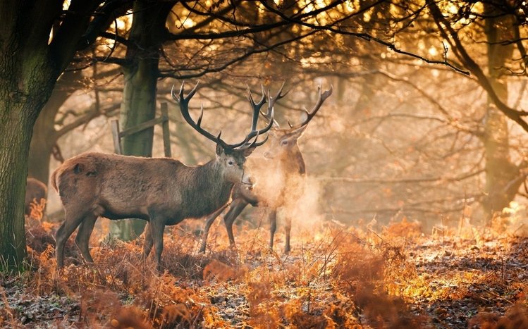 Deer Theme screenshot #12